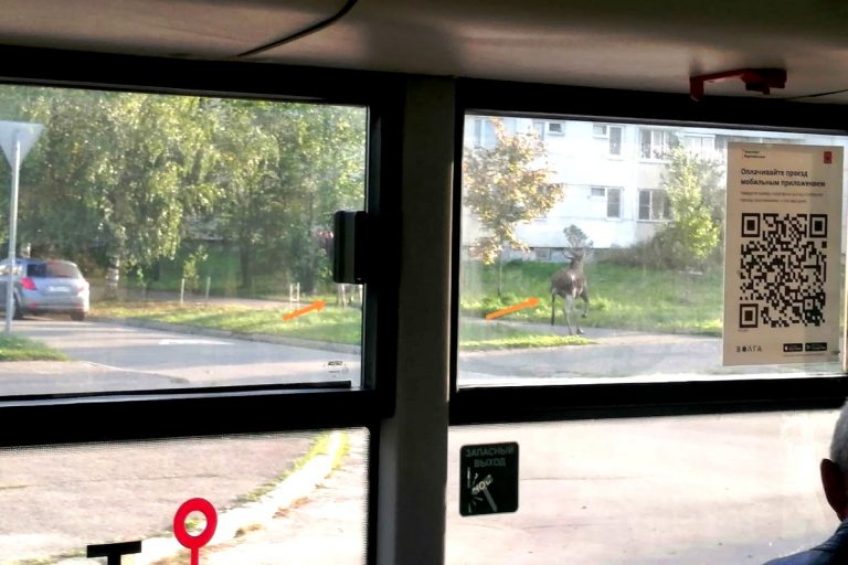 3 сетября утром в спальный район Твери пришли лоси