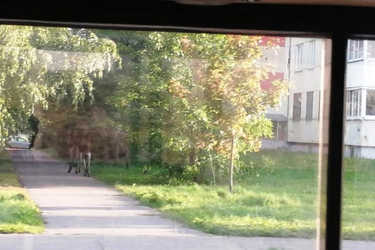 3 сетября утром в спальный район Твери пришли лоси