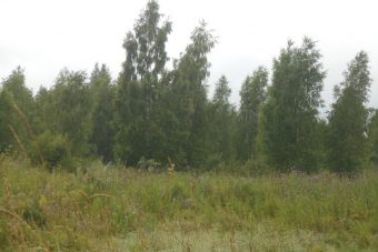 Землевладелец в Тверской области нарвался на повторный штраф за зарастание сельхозугодий