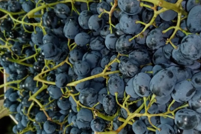 В Твери торговали сомнительным виноградом из Молдовы