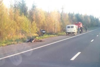 В Тверской области легковушка столкнулась с лосем. Водитель погиб