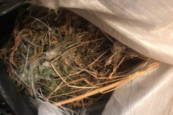 Житель Тверской области зарабатывал на жизнь торговлей марихуаной