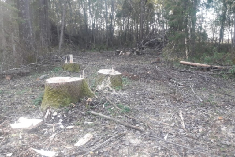«Черный» лесоруб незаконно спилил 73 дерева в Тверской области