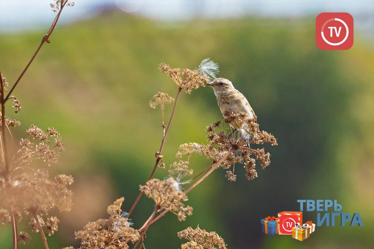«Тверьигра»: определите птицу по фотографии