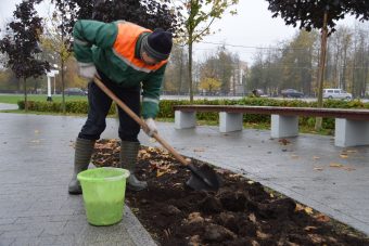 В Твери началась посадка тюльпанов