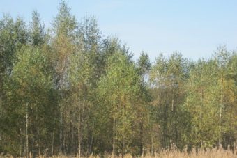 В Тверской области землевладелец допустил зарастание свыше 70 гектаров сельхозугодий