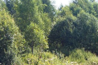 Землевладельца в Тверской области очередной раз наказали за зарастание сельхозугодий