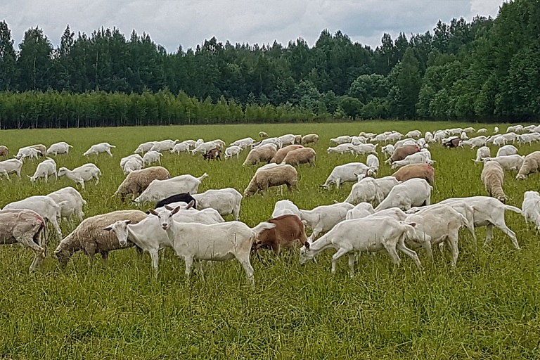 В Тверской области появится второе племенное хозяйство по разведению коз и овец