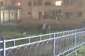 Администрация Твери поблагодарила похитителей газона в Парке Победы