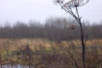 В Тверской области крупный землевладелец допустил зарастание свыше 190 гектаров сельхозугодий