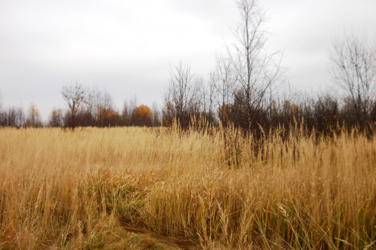 В Тверской области крупный землевладелец допустил зарастание свыше 48 гектаров сельхозугодий