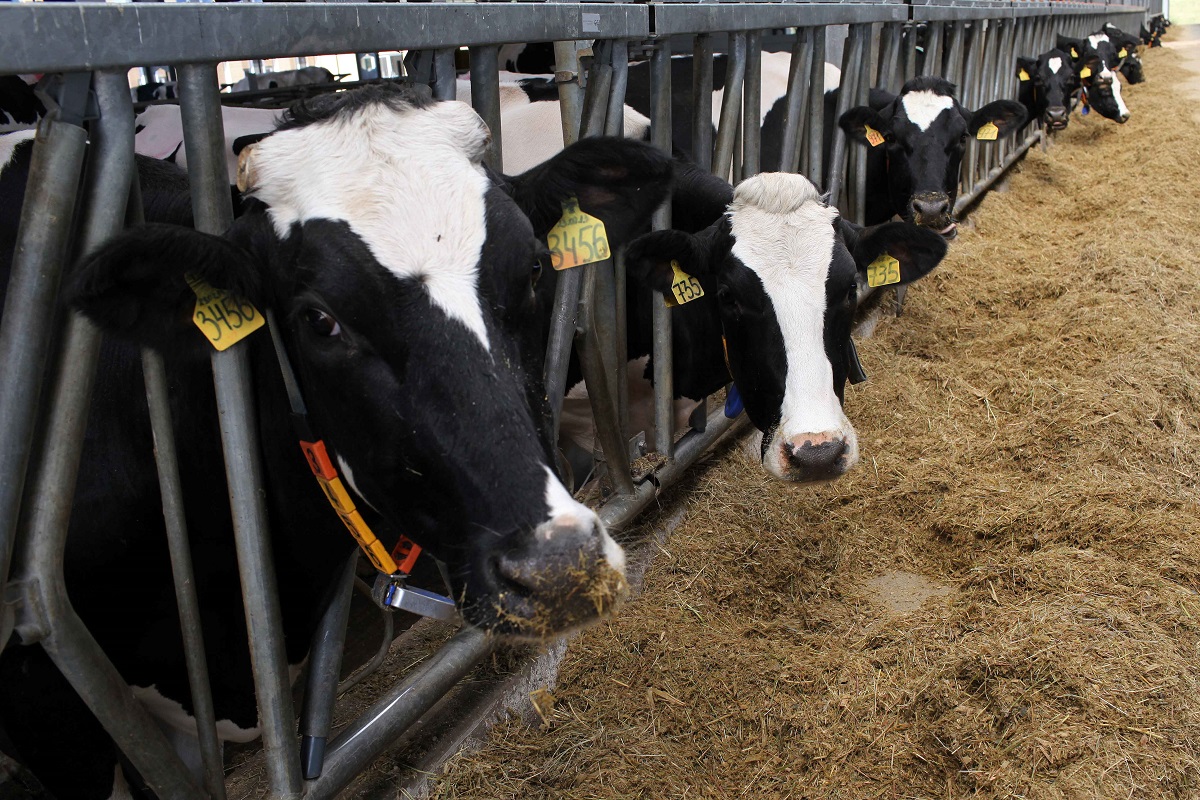 68 хозяйств Тверской области могут получить в 2023 году поддержку на повышение удоев молока