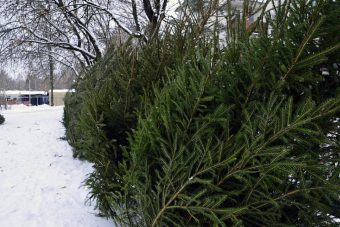 В Твери открываются елочные базары В Твери открываются елочные базары