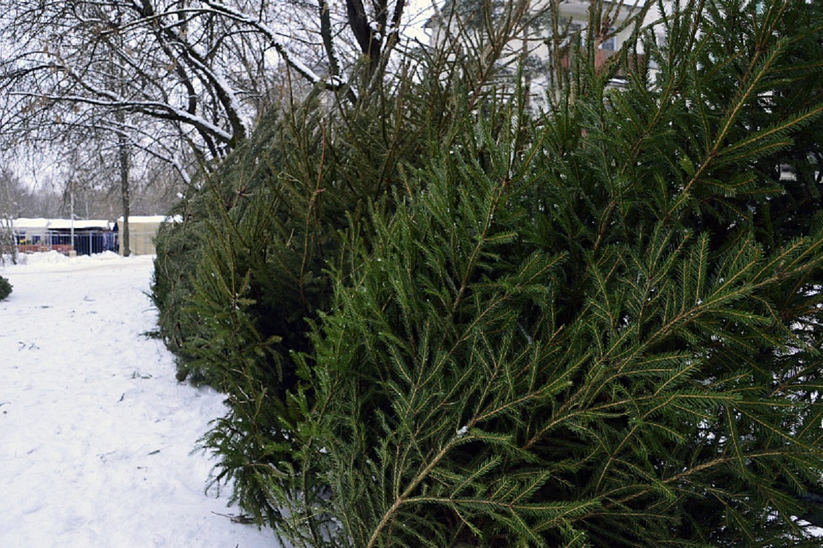 Никаких еловых клещей не существует: энтомолог развенчал миф об угрозе с новогодних елок