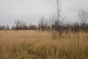 В Тверской области крупно оштрафовали нерадивого землевладельца