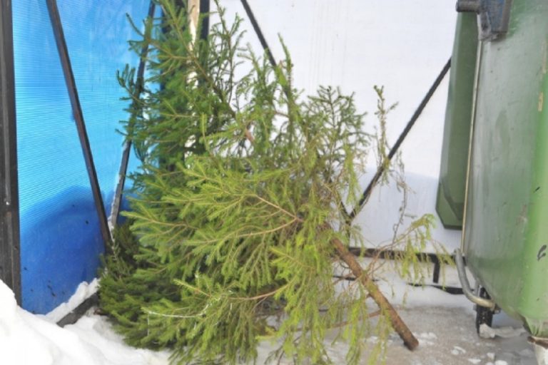 Жителям Тверской области рассказали, как правильно выбрасывать елки