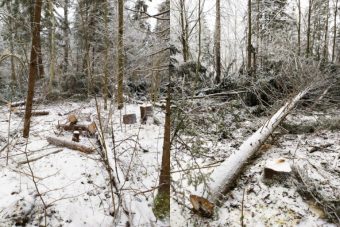 В Тверской области задержали «черного лесоруба», напилившего деревьев на 2 млн рублей