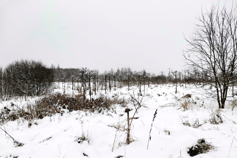 В Тверской области землевладельца оштрафовали за зарастание 28 гектаров сельхозугодий