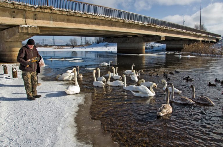 78 белых лебедей пережидают зиму на реке в Тверской области
