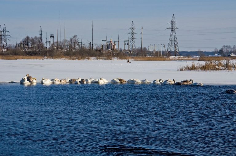 78 белых лебедей пережидают зиму на реке в Тверской области