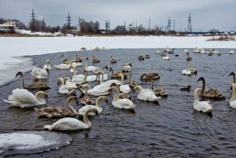 78 белых лебедей пережидают зиму на реке в Тверской области 78 белых лебедей пережидают зиму на реке в Тверской области
