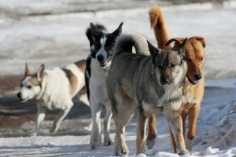 Следователи проверяют, действительно ли стая собак держит в страхе жителей деревни в Тверской области