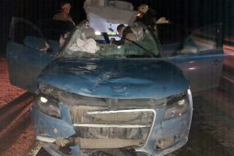 В Ржевском районе иномарка сбила лося В Ржевском районе иномарка сбила лося