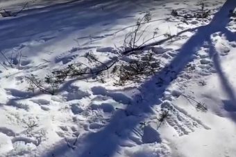 В Новозавидовском уничтожили аллею, высаженную в память о героях войны