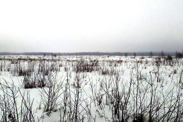 Около 200 гектаров заросших сельхозугодий выявлено в Тверской области