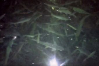 В Тверской области сняли на видео спасающуюся от гибели рыбу и что-то булькающее рядом