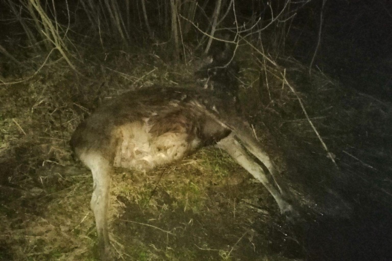В Тверской области легковушка сбила лося, пострадала пожилая женщина