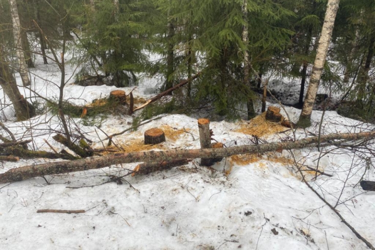 В Тверской области задержали «черного лесоруба», спилившего деревьев на четверть миллиона рублей