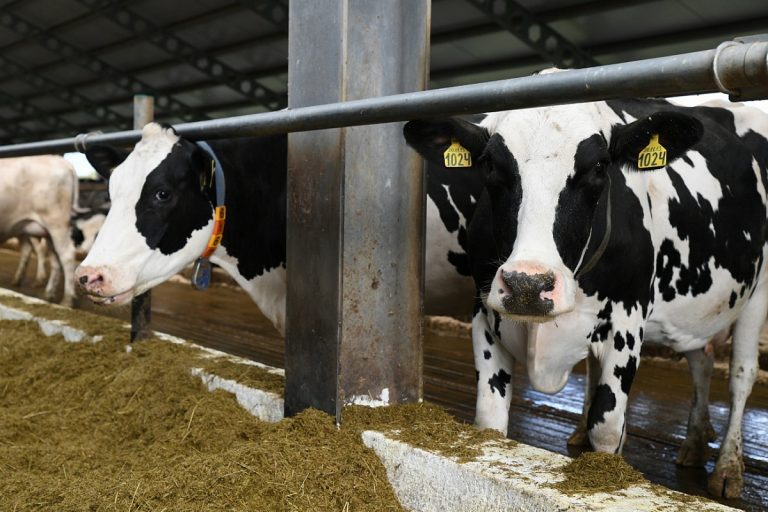 В Тверской области усилят поддержку молочного животноводства