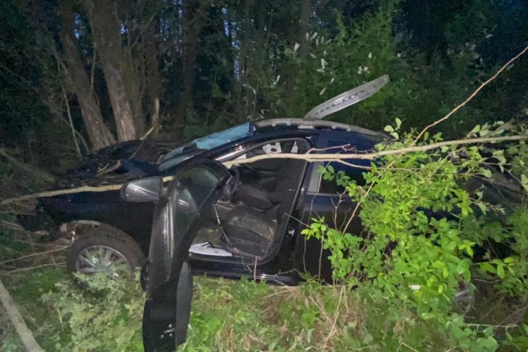 Водитель «Лады» пострадал в ДТП с лосем на трассе М-10 в Тверской области