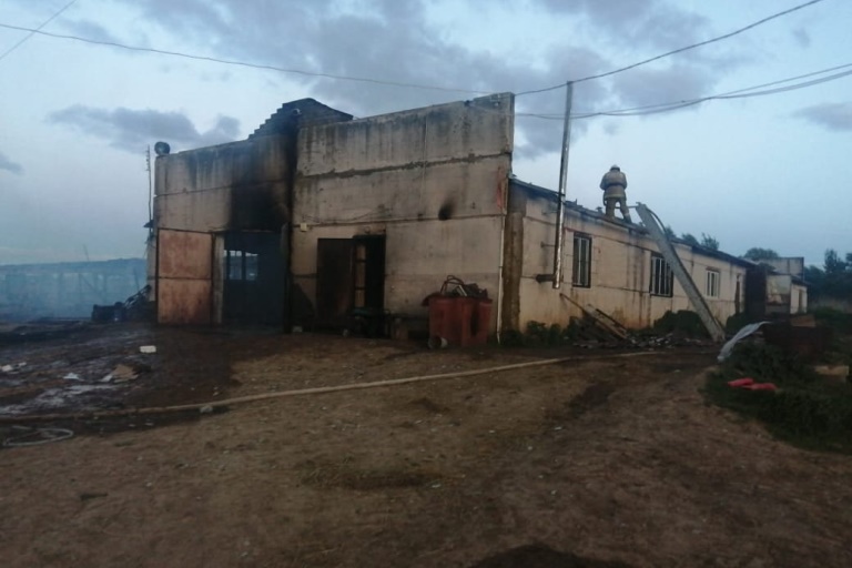 Более полусотни коров и телят сгорели заживо при пожаре в Тверской области