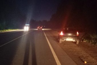 В Рамешковском районе иномарка сбила лося
