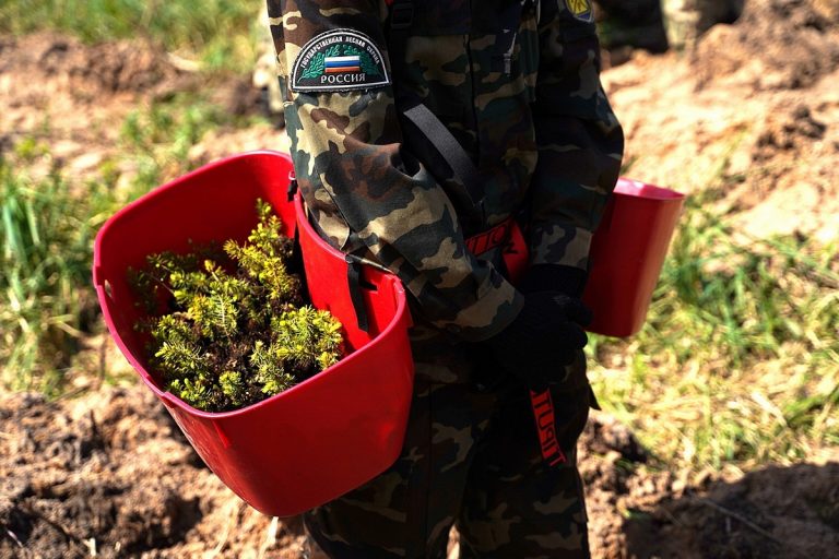 Под Тверью высадили 3 тысячи молодых елей