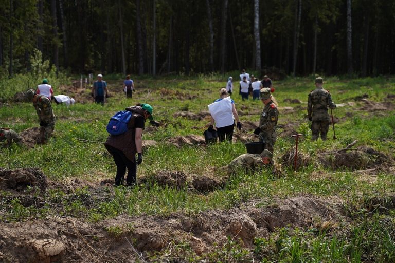 Под Тверью высадили 3 тысячи молодых елей