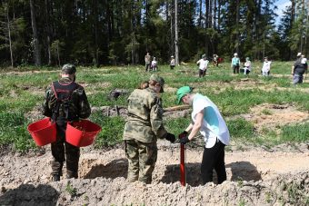 Под Тверью высадили 3 тысячи молодых елей