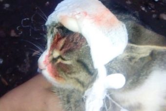 В Тверской области живодеры стреляют в котов и кошек из пневматического оружия