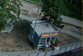 В Тверской области голодные кони атаковали хлебный магазин и пугали людей В Тверской области голодные кони атаковали хлебный магазин и пугали людей