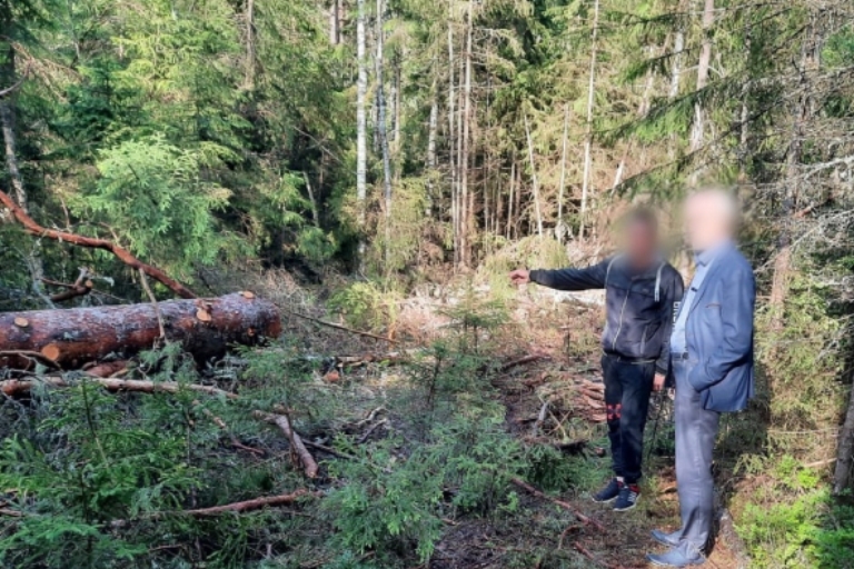 Семь лет колонии грозит жителю Тверской области за 19 спиленных деревьев