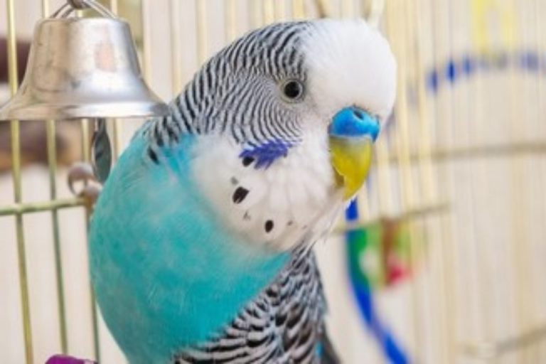 В Тверской области ищут дом для попугая, пока его не съел дедушка