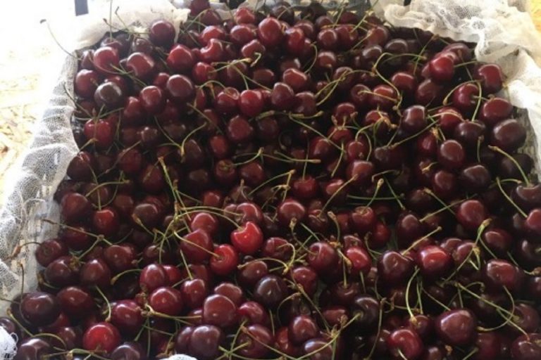 В Твери торговали ягодами, не прошедшими фитосанитарный контроль