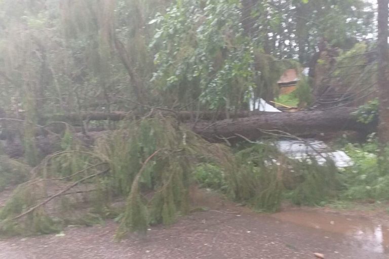 Ураган валил деревья в Тверской области
