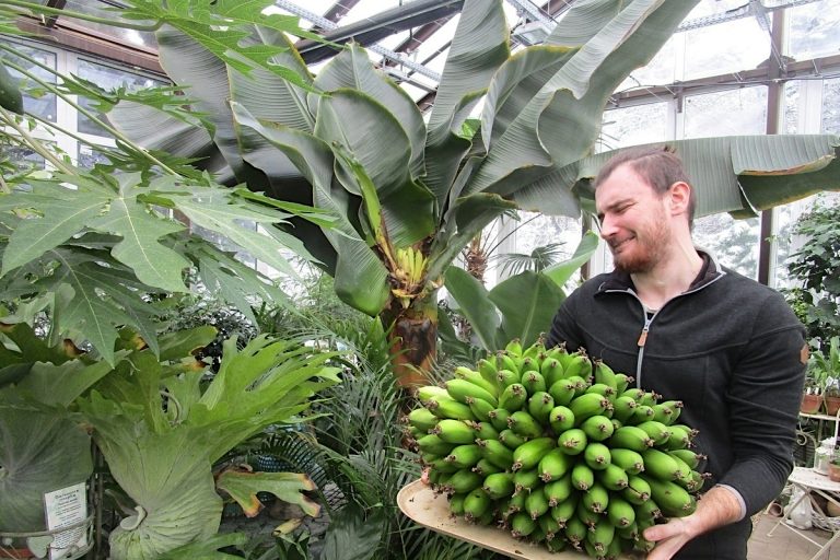 В ботсаду в Твери ждут новый урожай тропических бананов