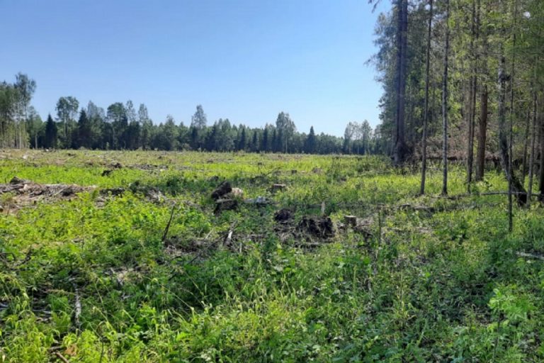 В Тверской области задержан "черный" лесоруб, спиливший около 40 деревьев
