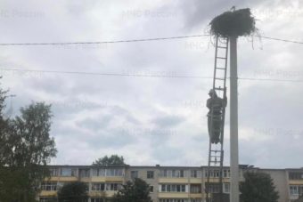 В Тверской области пожарные спасли молодых аистов