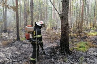 Под Бежецком тушили лесную подстилку