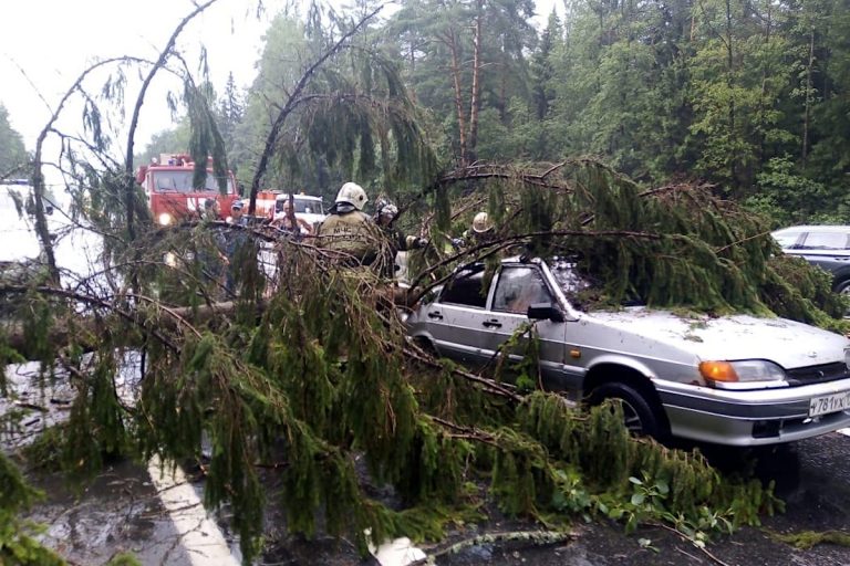 В Тверской области после грозы сотрудники МЧС убирали упавшие на М-10 деревья